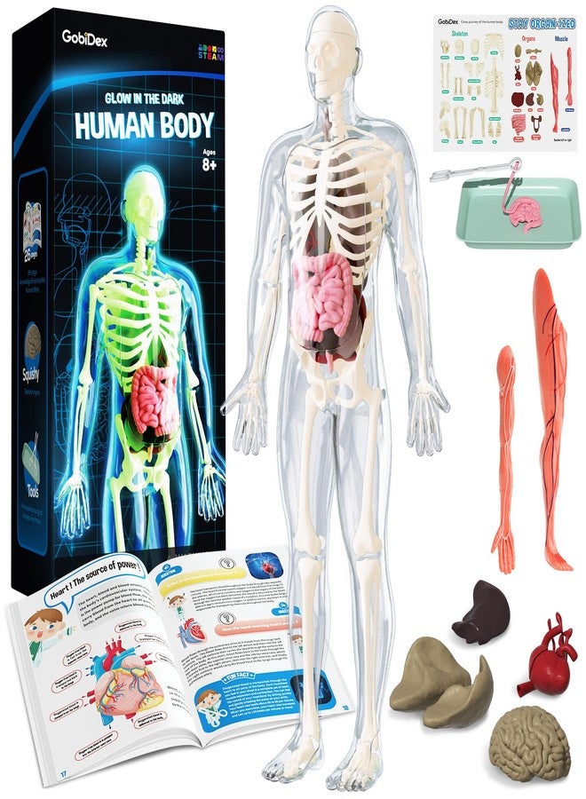 GobiDex Human Body Skeleton Model Kits, 40 Piece Anatomy Figure,Glow in The Dark Bones Interactive Science Kit, STEM Educational Toys for Boys and Girls, Halloween Physiology Gifts for Kids Ages 8+ - Image 1